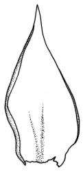 Camptochaete deflexa. Frond axis leaf. Drawn from D. Glenny 89-466, CHR 527742.
 Image: R.C. Wagstaff © New Zealand Institute for Bioeconomy Science 2026 CC-BY 3.0 NZ